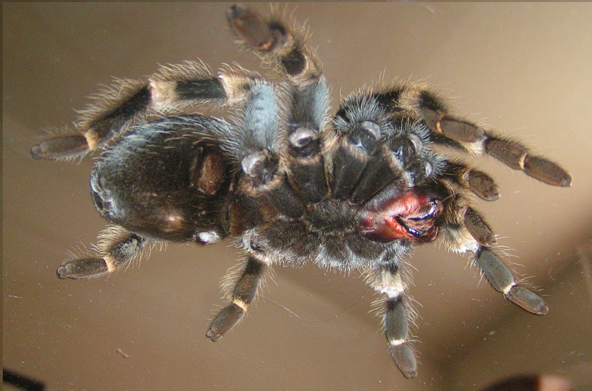 B Smithi M Or F?