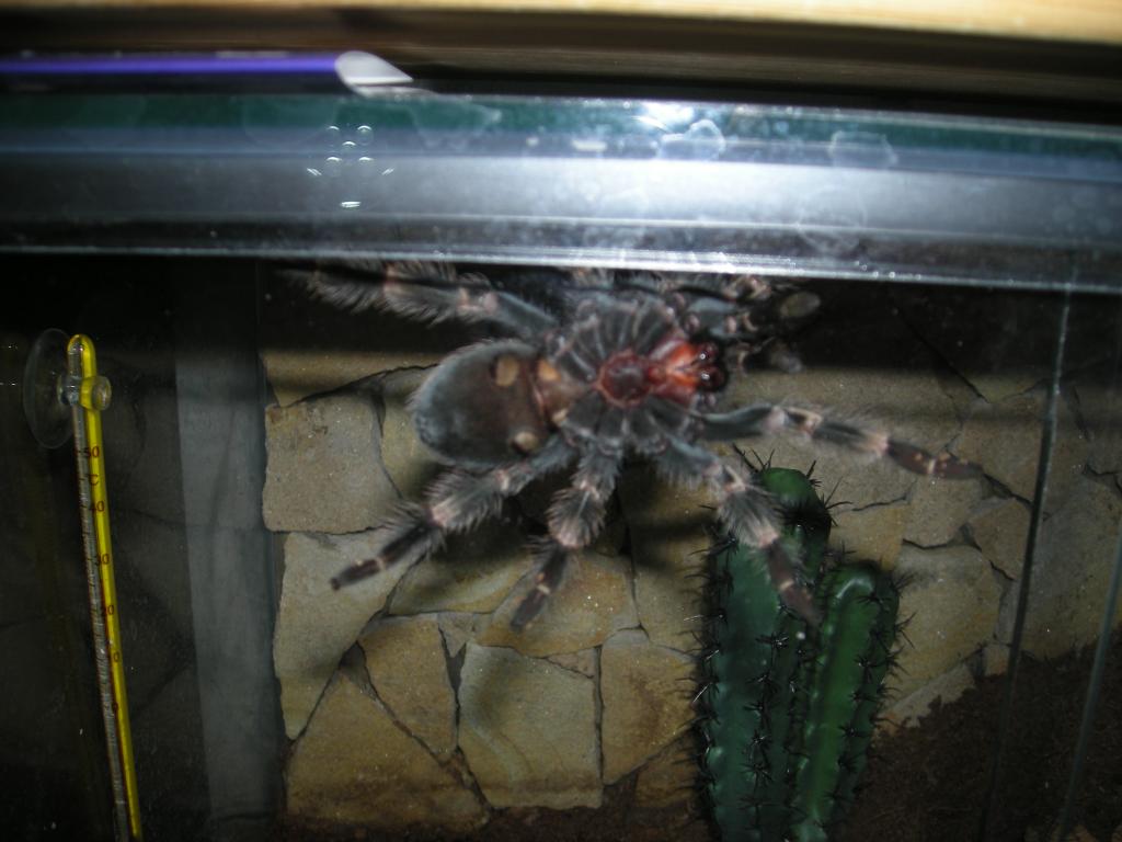 B. Smithi M Or F?