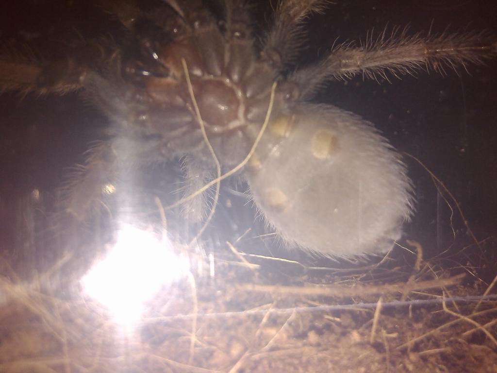 B. Smithi - M or F?