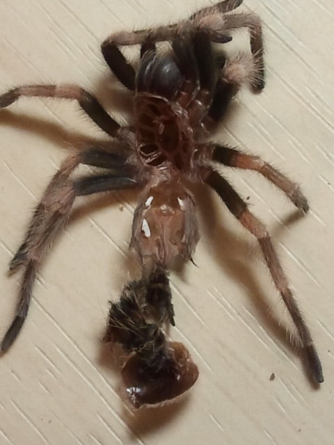 B.smithi ... M or F ??