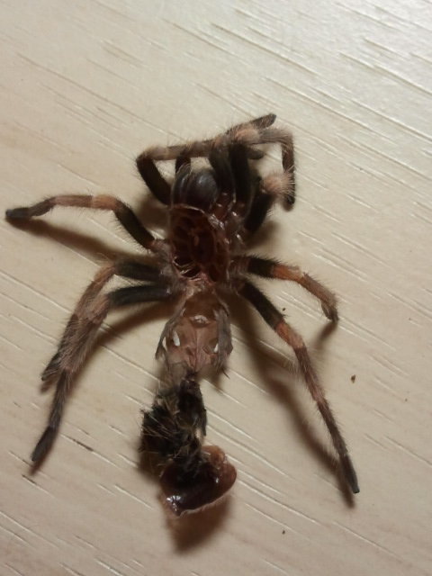 B.smithi ... M or F ??