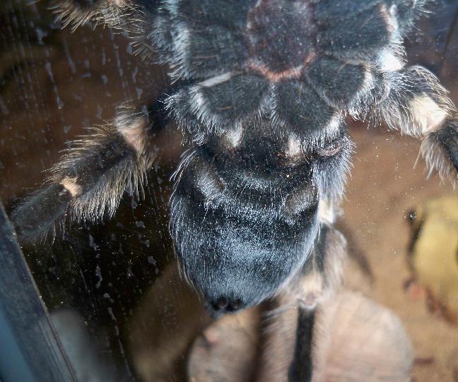 B. smithi male? Female?