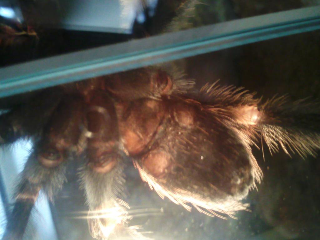 B. Smithi   Male/female ?