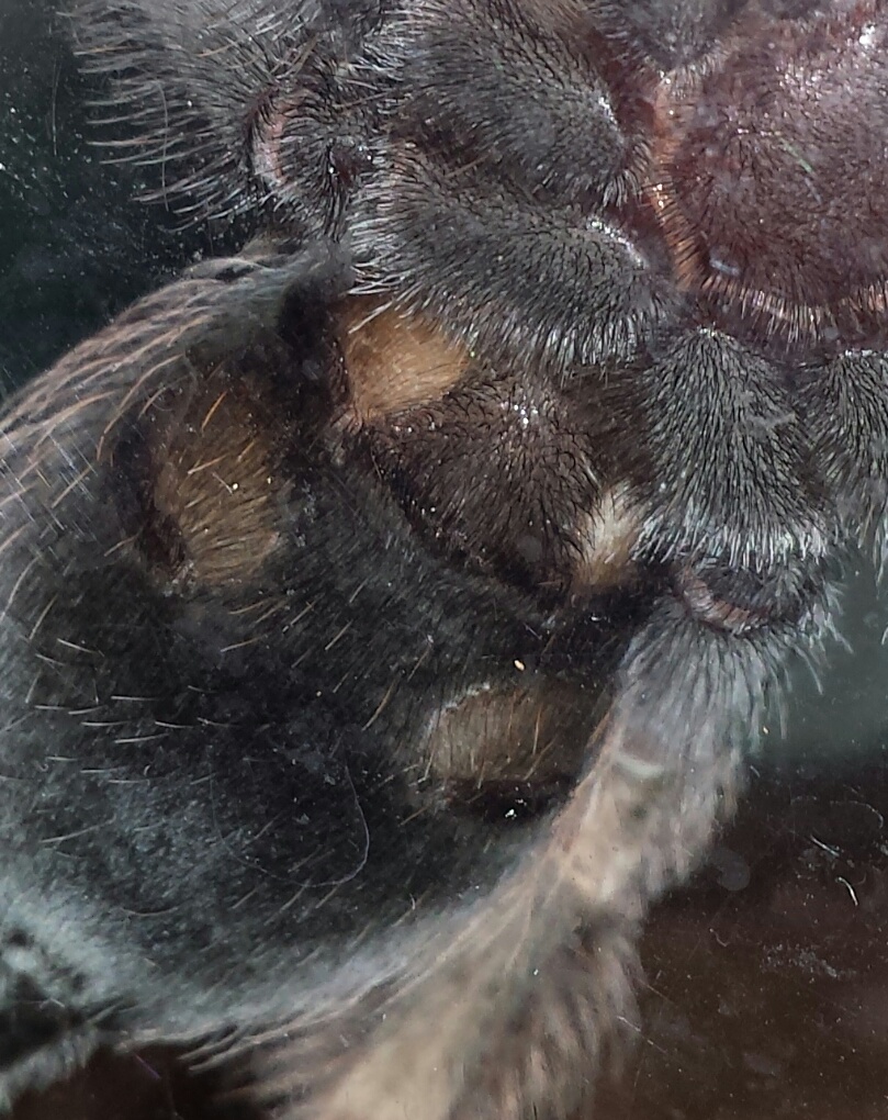 b smithi. male or female