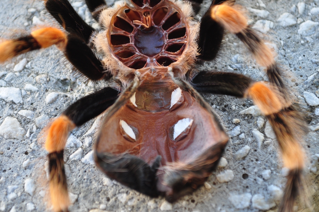 B Smithi male or female