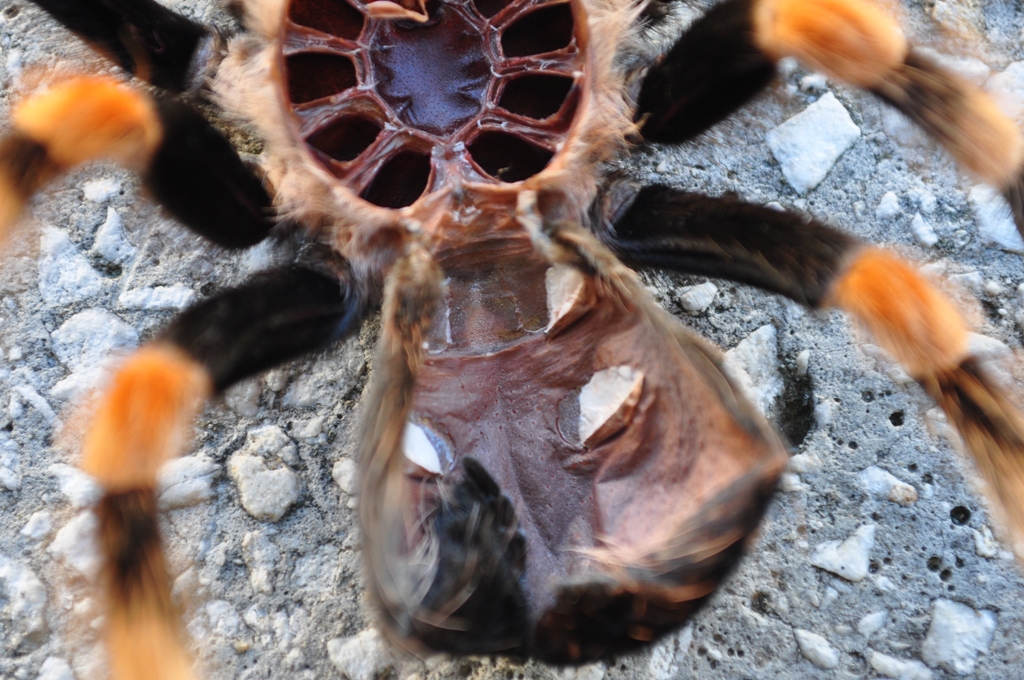 B Smithi male or female
