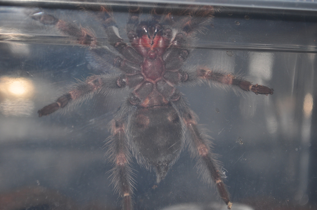 B. smithi male or female