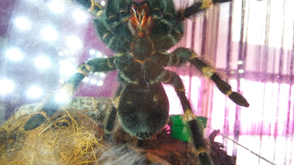 B.Smithi male or female?