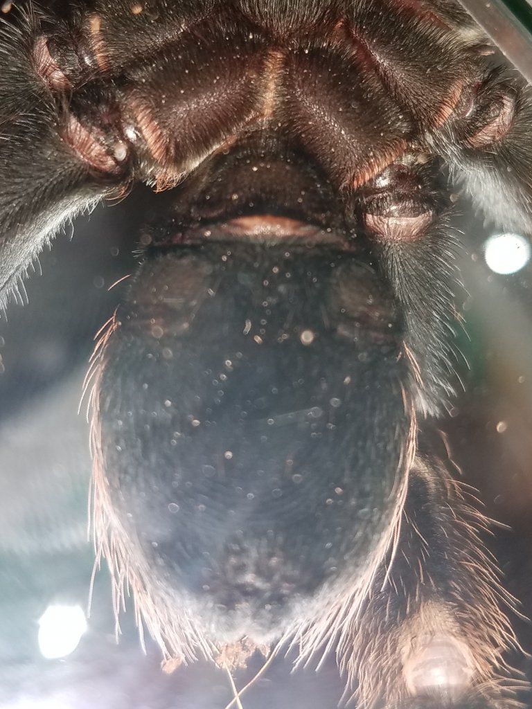 B. Smithi... male or female?