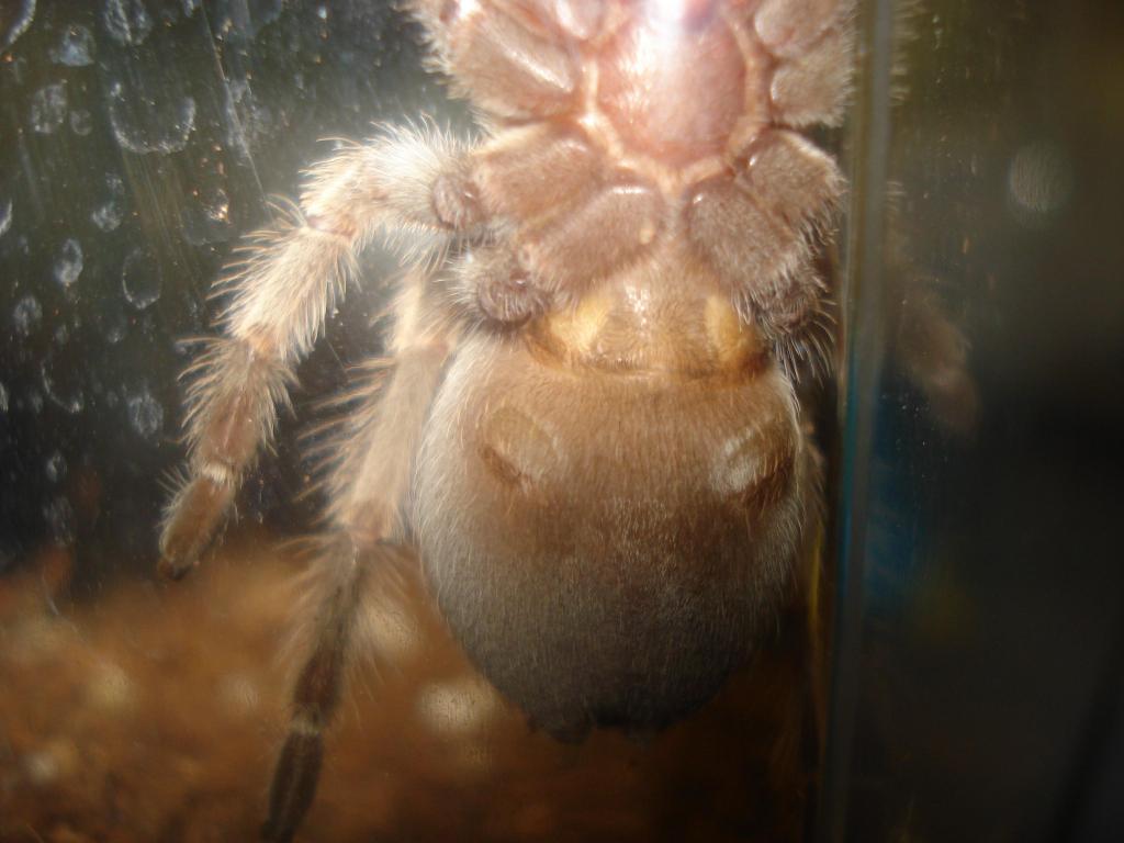 B. Smithi MALE or FEMALE?