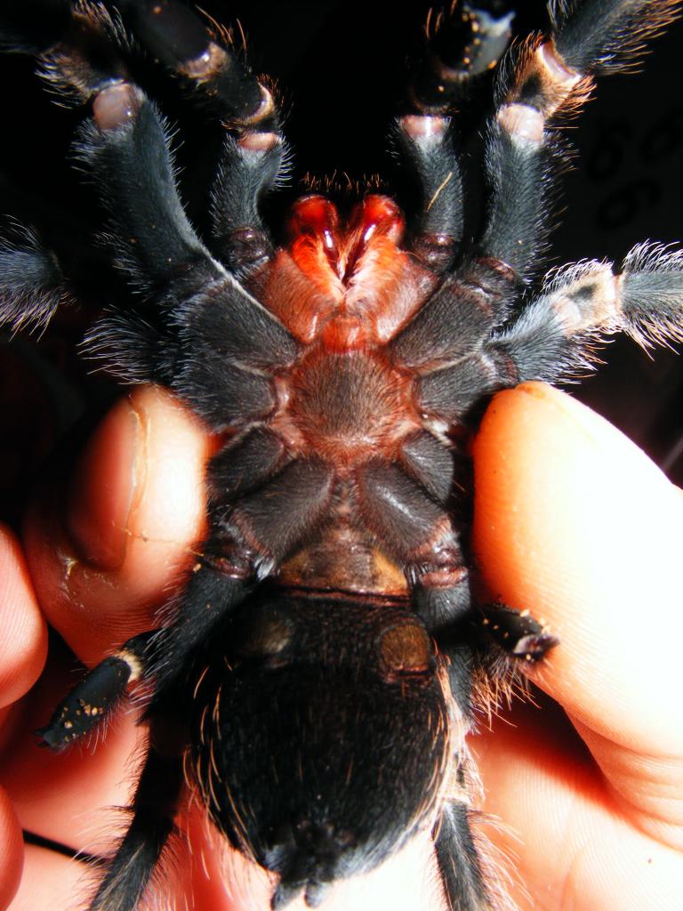 B. Smithi male or female?