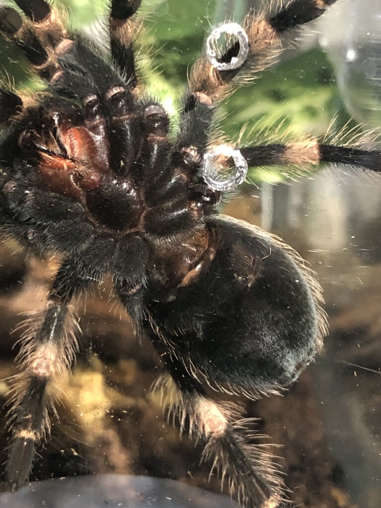 b. Smithi male or female?