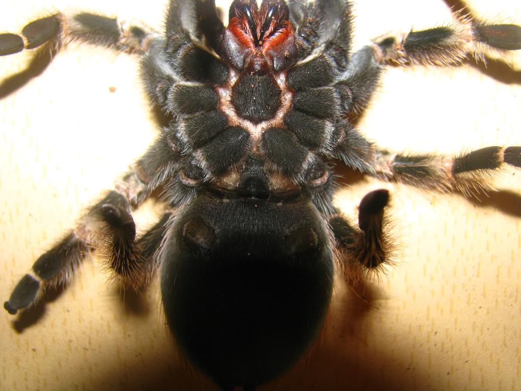 B. Smithi Male?