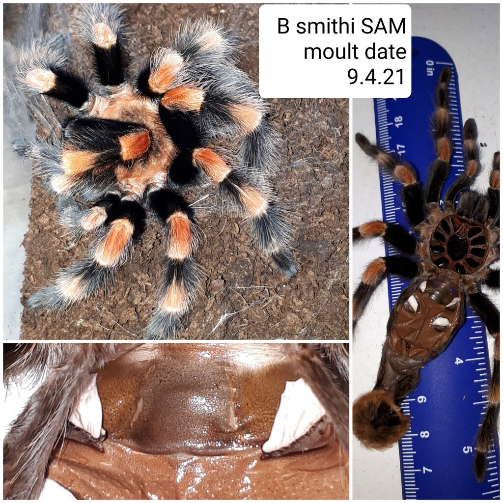 B smithi (male)