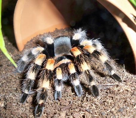 B.smithi "Marik"