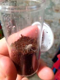 B. smithi molting