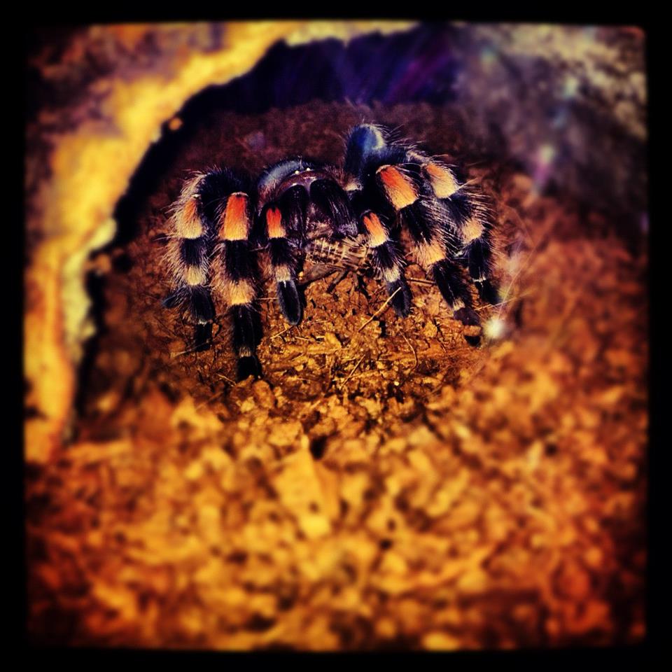 b. smithi munching on a cricket