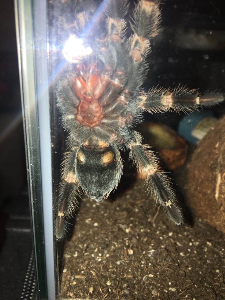 B smithi non binary