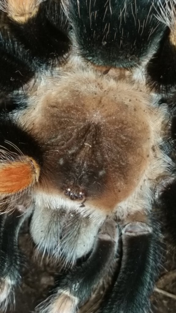 B. smithi or hamorii