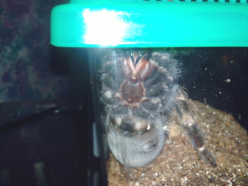 B.smithi / Pandora