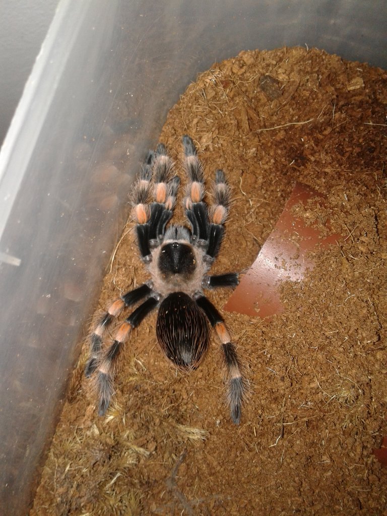 B. smithi post moult