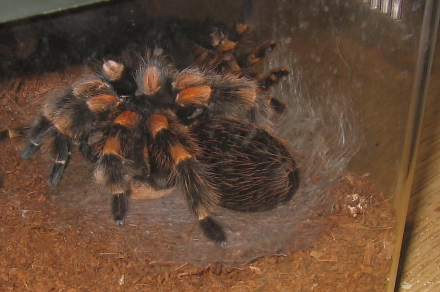 B smithi post shed