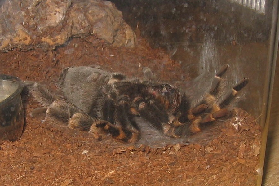 B smithi pre-shed