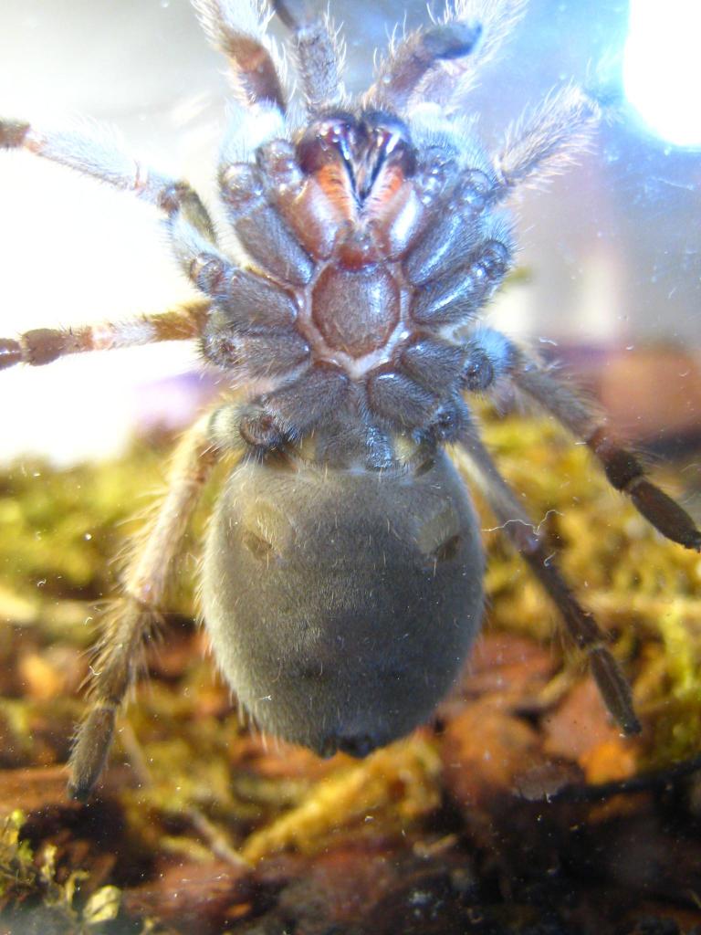 B. Smithi, Pretty Sure Is A Male, Need 2nd Opinion