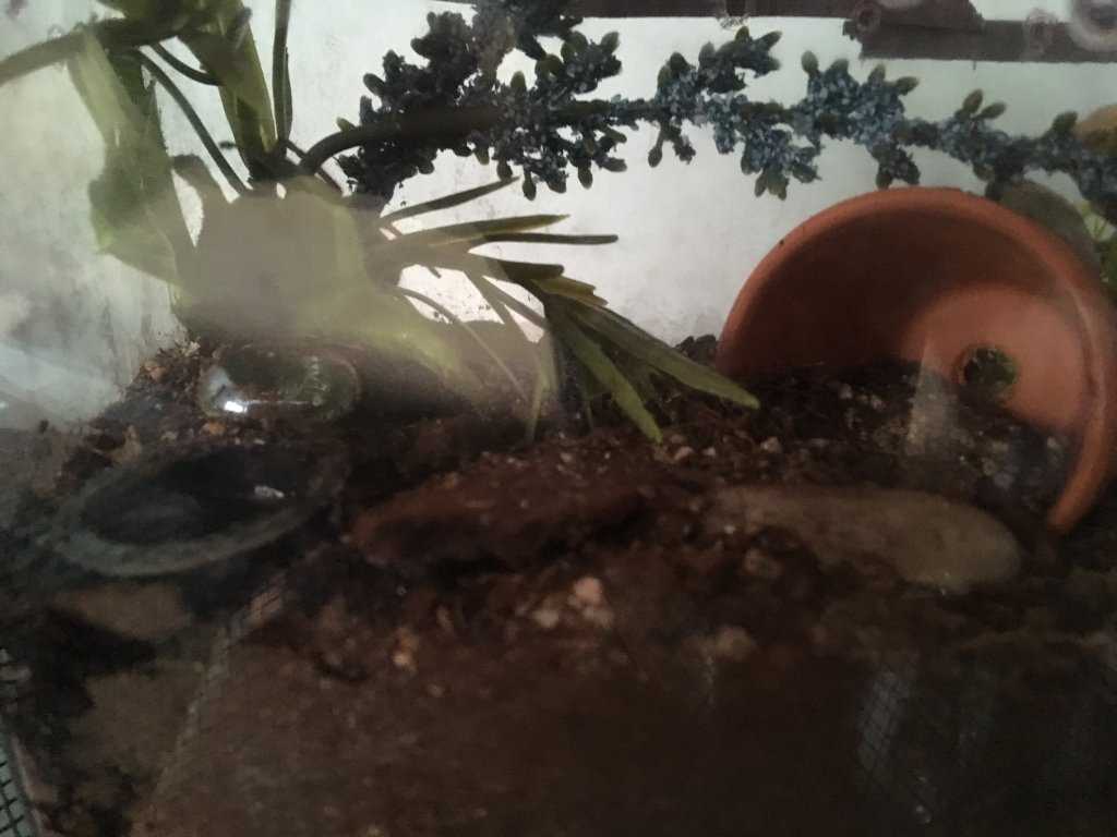 B. Smithi question