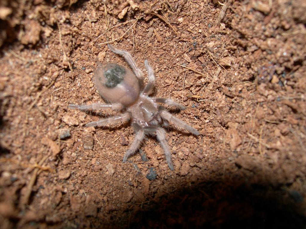 b.smithi  red knee  sling