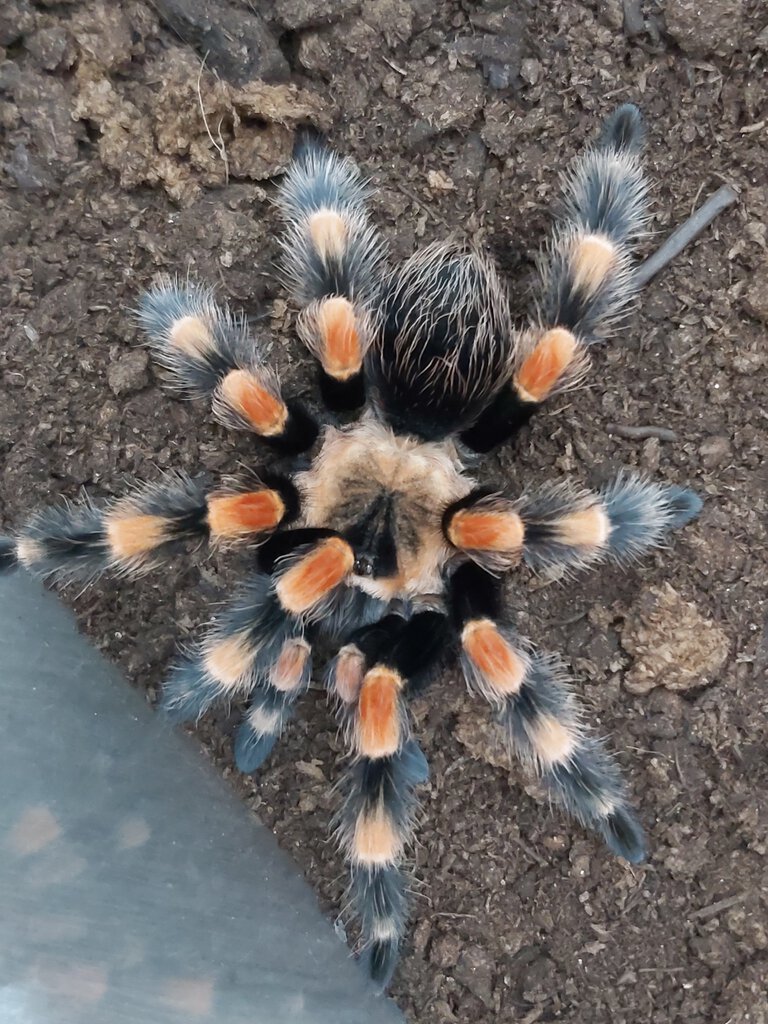 B smithi SAM