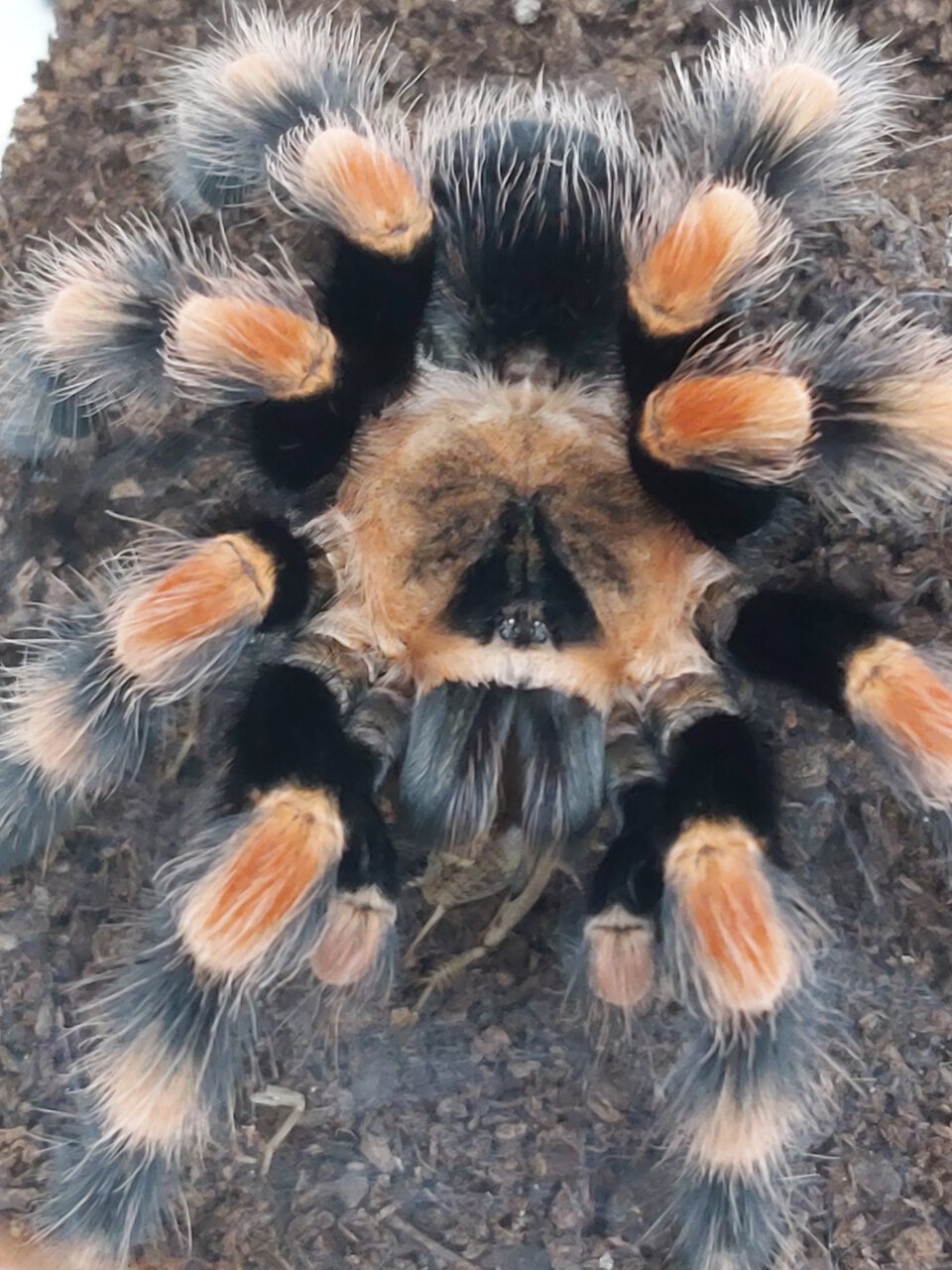 B smithi (SAM)