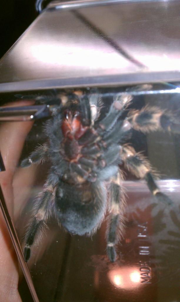 B smithi sex?