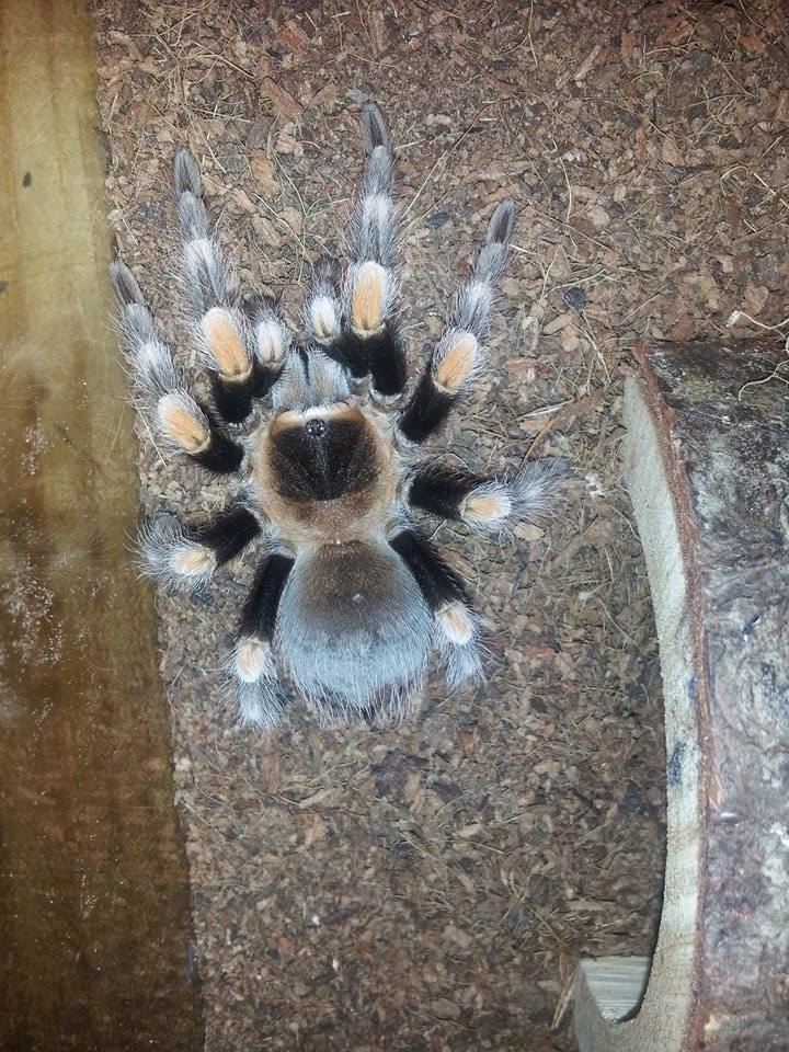 B Smithi sex??