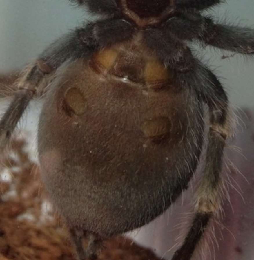 B.Smithi sex?