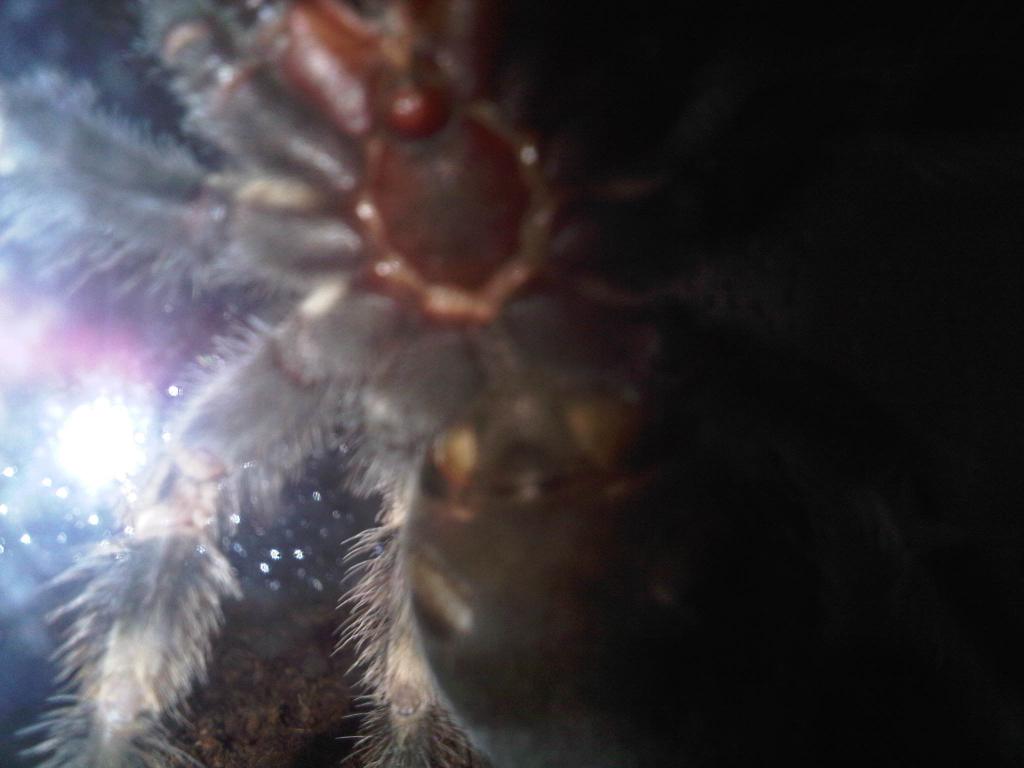 B.smithi Sexing, Help Pls