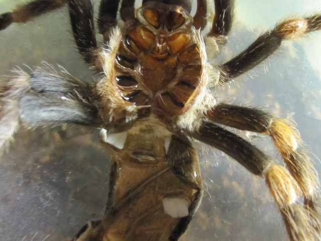 B.smithi Sexing