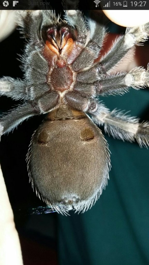 B Smithi sexing