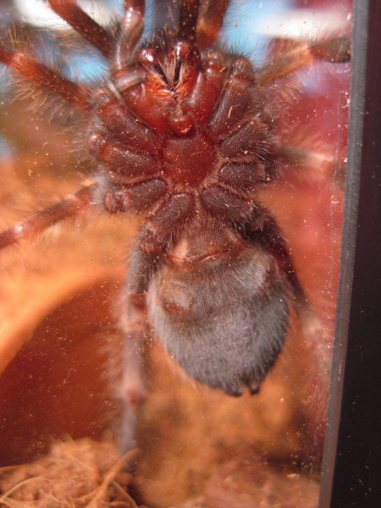 B. Smithi sexing