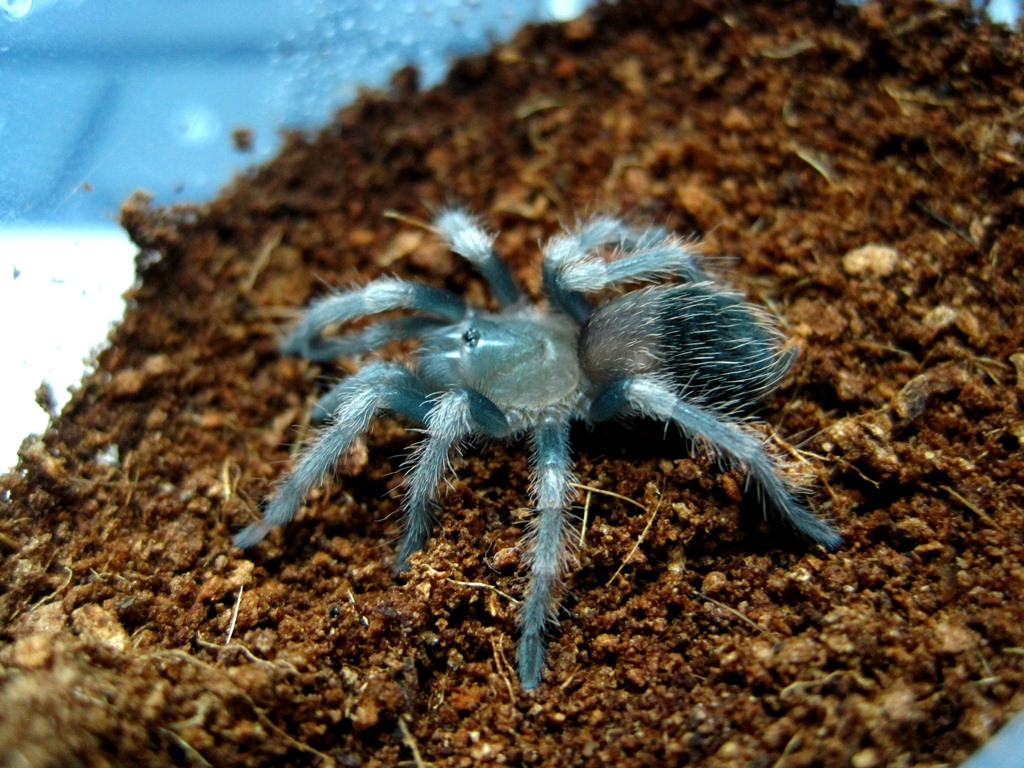 B. Smithi Sling freshly molted