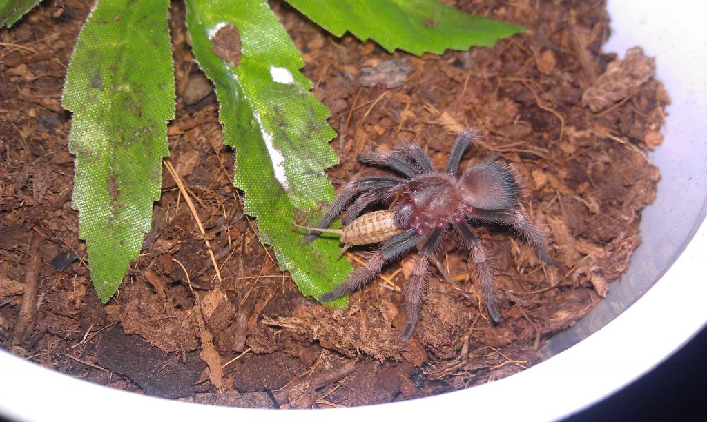 B. smithi sling