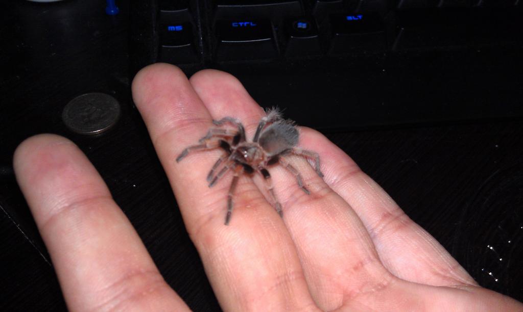 B. smithi sling