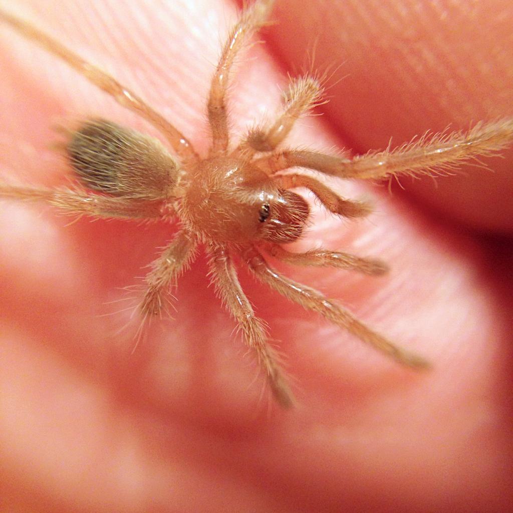 B. smithi sling