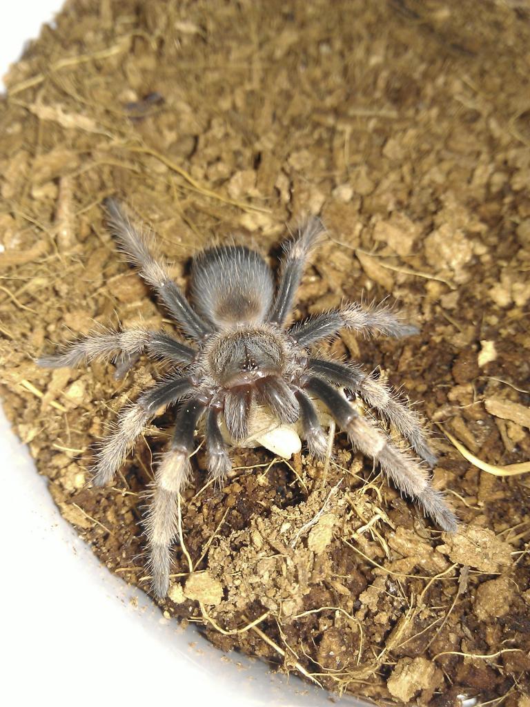 B. Smithi spiderling