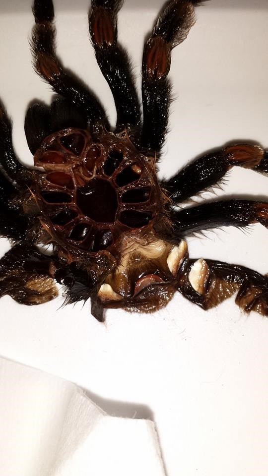 B. smithi suspected female