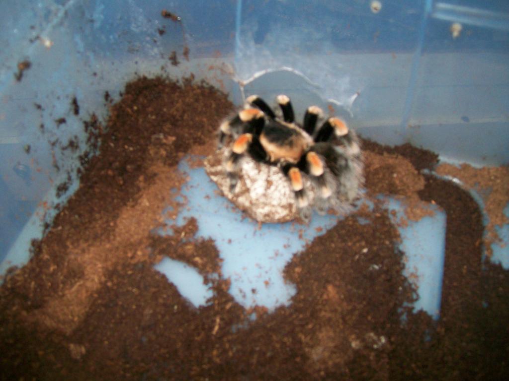 B. smithi with sac