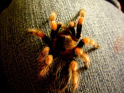 B.smithi Xina