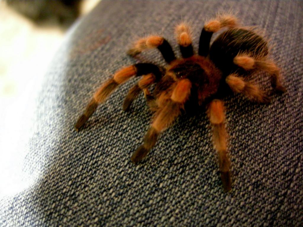 B.smithi Xina