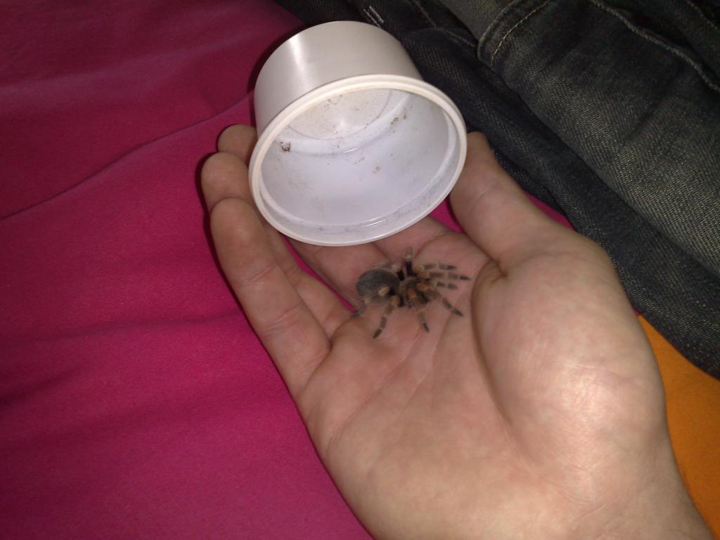 B. Smithi