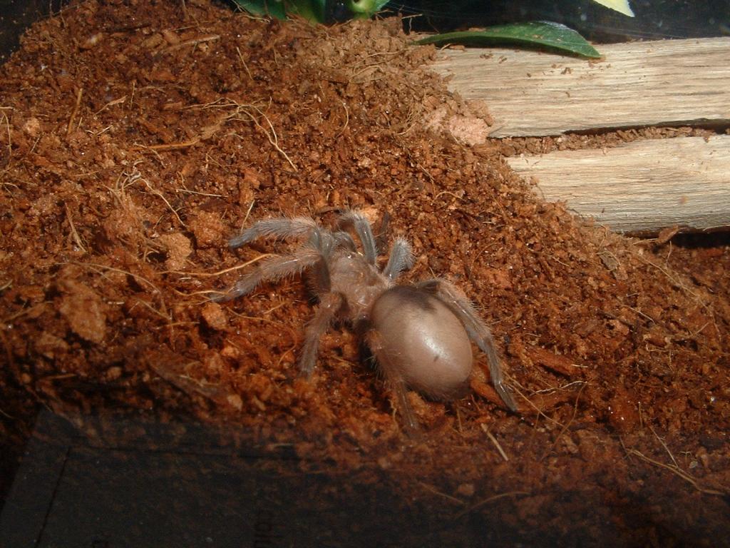 B. smithi